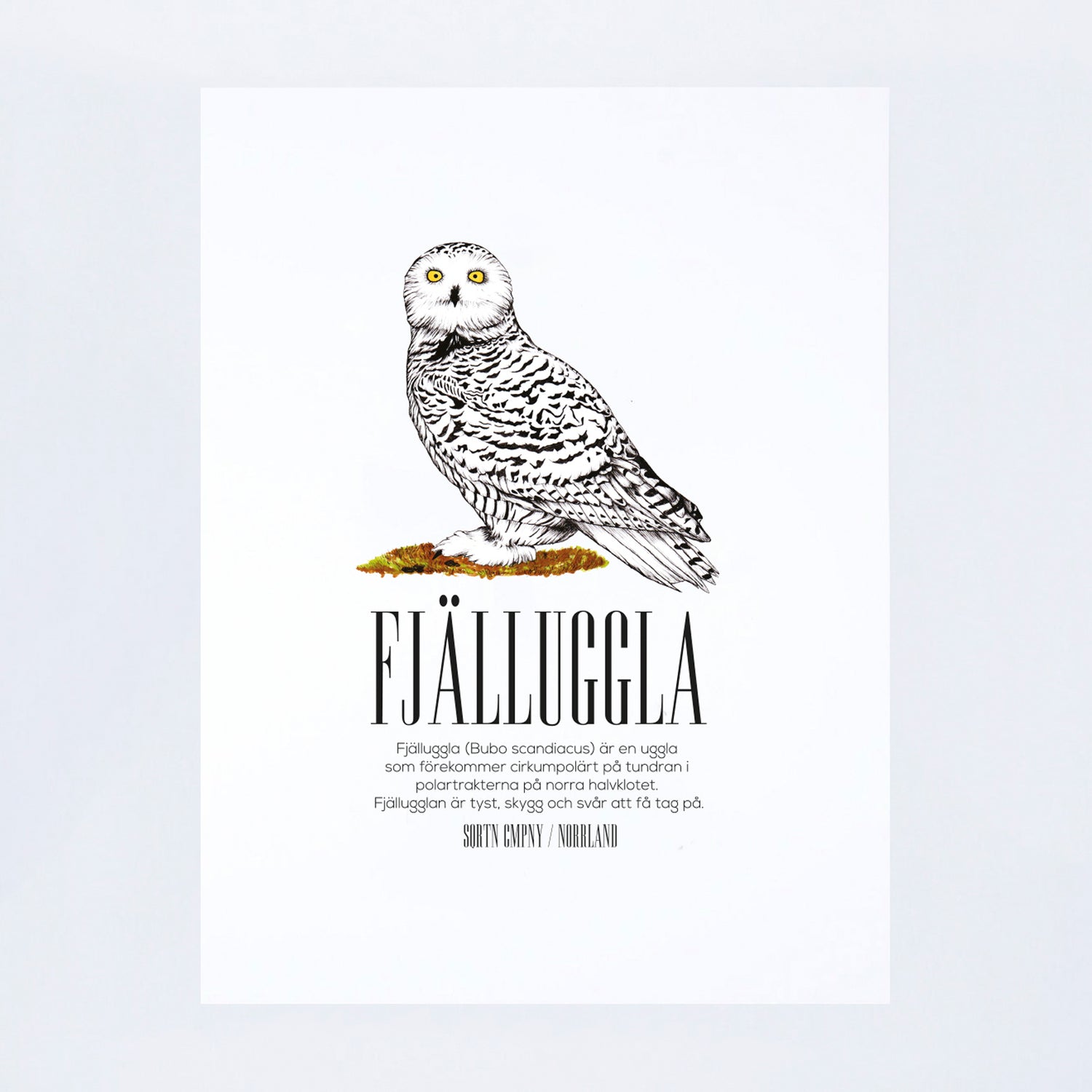 POSTER FJÄLLUGGLA