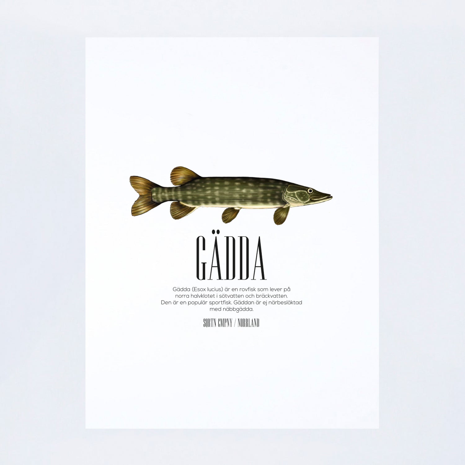 POSTER ESOX LUCIUS